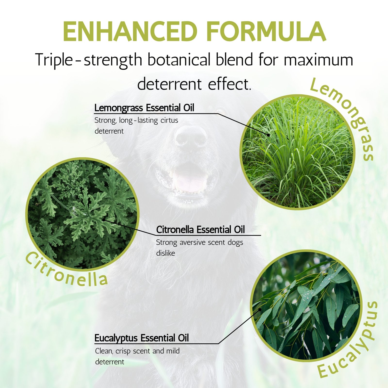 NoPee - Dog Urination Deterrent Spray (250ml) - Image 4